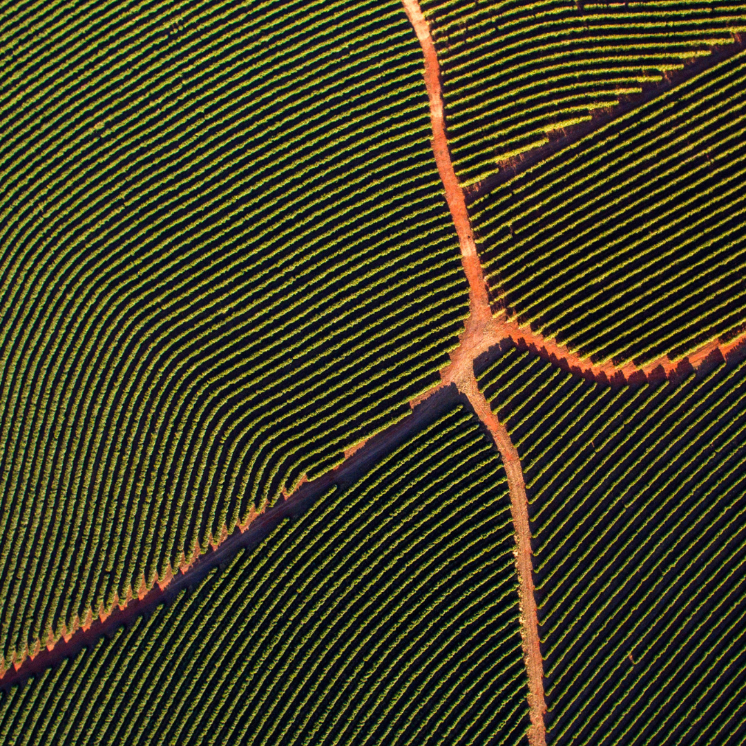 Coffee Beans Mycotoxin Organic